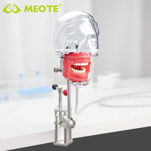 Foshan meite dentista formazione insegnamento con la testa della mascella modello dentale Phantom Manikin simulatore Typodont - Product Image 6