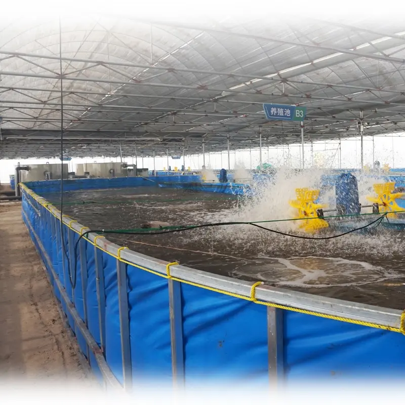 Sistem Ras dalam ruangan pertanian udang resirkulasi sistem akuakultur Aquipment untuk peternakan udang Vannamei dijual