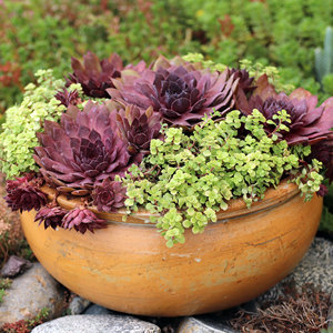 Venta al por mayor: Mezcla de suculentas resistentes Mountain Crest GARDENS, plantas vivas de Sempervivum y Sedum, tolerantes al frío, para interiores, en macetas de 2 pulgadas, para roca. - Product Image 4
