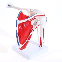 Modelo de Articulación de Hombro Humano, Tamaño Real, Flexible, Anatómicamente Preciso, con Origen Muscular Pintado, CE/ISO