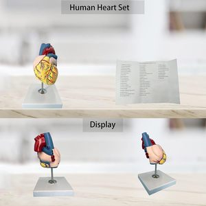 Mô Hình Trái Tim 2 Phần Kích Thước Cuộc Sống Giải Phẫu Với Đứng Làm Việc Mô Hình Trái Tim Cho Mô Hình Giảng Dạy Cho Sinh Viên - Product Image 4