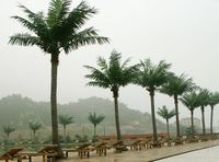 Pabrik membuat kualitas tinggi jenis pohon palem 12 kaki tahan UV luar ruangan ornamental buatan tanggal besar pohon kelapa