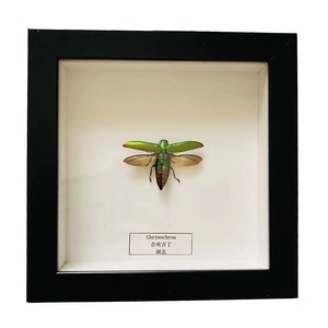 स्कूल शैक्षिक शिक्षण ने स्वागत उपहार के लिए फ्रेम के साथ वास्तविक बिच्छू नमूने का उपयोग किया - Product Image 3