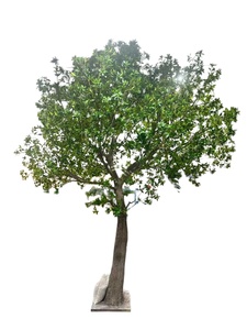 <span class=keywords><strong>Albero</strong></span> di Noce Nero Artificiale, Pianta Decorativa Realistica per Interni ed Esterni - Product Image 5
