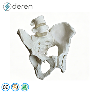 Modelo de Clasificación de Huesos Humanos de PVC, Tamaño Real, Huesos Largos, Cortos, Planos e Irregulares, Exhibición de Anatomía Ósea para Escuelas de Medicina - Product Image 4