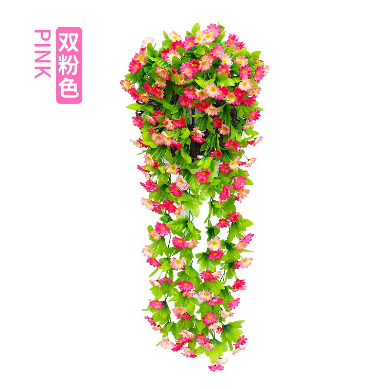 Rose chrysanthème
