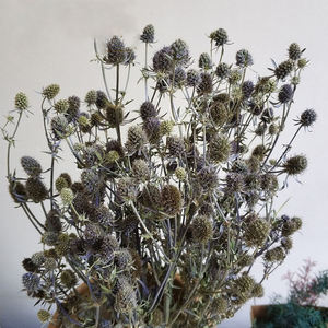 Fleurs séchées naturelles du Yunnan Eryngo <span class=keywords><strong>Eryngium</strong></span> pour les arrangements floraux festifs pour les décorations de Noël et d'Halloween - Product Image 6