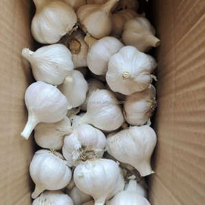 <span class=keywords><strong>Ajo</strong></span> chino orgánico fresco blanco rojo y púrpura variedades certificadas <span class=keywords><strong>cultivo</strong></span> normal al por mayor barato para uso alimentario - Product Image 5