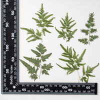 INTODIY 12 buah/pak 5-8 Cm daun pakis bunga kering timbul untuk pembatas buku Resin stiker daun asli bahan pengisi