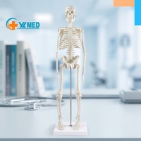 Modèle de squelette humain miniature de 45 cm, modèle de structure osseuse du corps entier avec support métallique, base blanche pour salle de classe de biologie