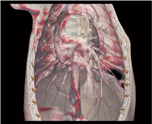 Appareil de radiographie vétérinaire professionnel EURVET, scanner CT statique et dynamique, équipement hospitalier, diagnostic vétérinaire CBCT - Product Image 5