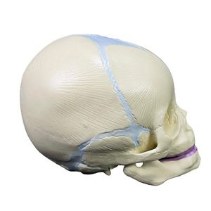 Modelo Anatómico de Ciencias Médicas, Modelo de Anatomía del Cuerpo Humano, Cráneo de Feto, Modelo Anatómico de Esqueleto - Product Image 6