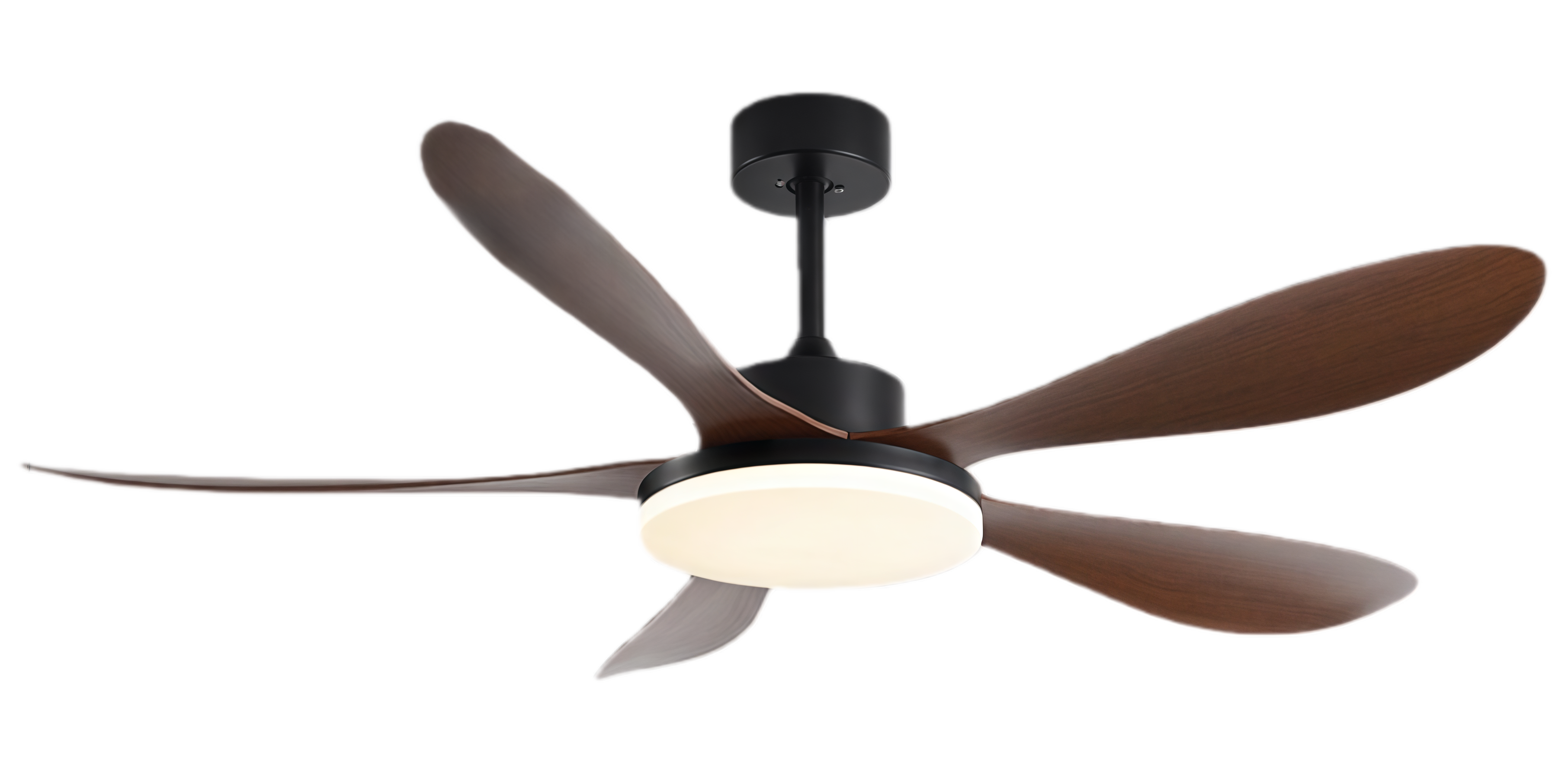 วอลนัทดำ