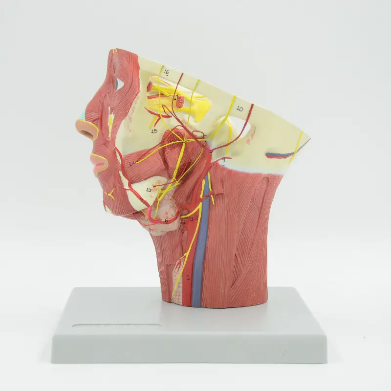 Teaching used human anatomy muscles head artery model with neck horizontal section 3b smart anatomy