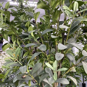 Árbol de olivo artificial natural, decoración para el hogar de lujo, novedad, suministro de fábrica - Product Image 4