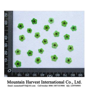 Fiori Pressati Essiccati Veri, Narcisi / Giacinti d'Acqua - Product Image 5