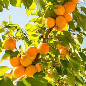 Ycoyco 1kg Bulk Packaging Crispy <strong>Sweet</strong> Apricot Freeze-Dried Fruit Chips <strong>Suger</strong> <strong>Free</strong> Snacks Wholesale - Product Image 6