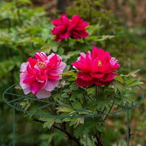 4 /8 PCS <span class=keywords><strong>Support</strong></span> pour <span class=keywords><strong>plantes</strong></span> Pile Demi-rond Anneau Piquet Extérieur Jardin Fleur Vigne Métal Escalade <span class=keywords><strong>Support</strong></span> Légumes Tige Fixe Rack - Product Image 6