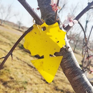 Mặt Trời Màu Vàng Hai Mặt Keo Côn Trùng Catcher Để Kiểm Soát Lỗi Trong Nhà Và Ngoài Trời - Product Image 3