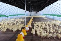 Bâtiment d'élevage de poulets au design moderne, poulailler entièrement automatisé