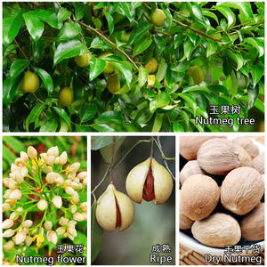 Noz-moscada Atacado Premium Quality Top Grade 100% Orgânico Saudável Nutritivo Especiarias Noz-moscada Secas - Product Image 4