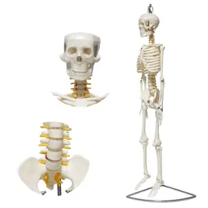 FRT00685cm人間の骨格モデル取り外し可能な可動解剖学的標本モデルハンギングフレキシブルスケルトンモデル