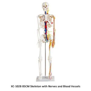 Squelette XC-101A avec muscles et ligaments de 180cm de hauteur - Product Image 4