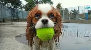 Pet Tennisball fluor zierend grün Kosten günstiges und hochwertiges Hunde trainings spielzeug aus Gummi kern Packung mit 4 Bällen