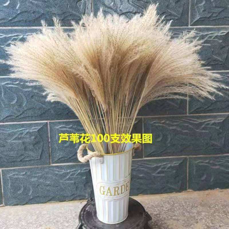 Fleurs de roseaux 50 1m