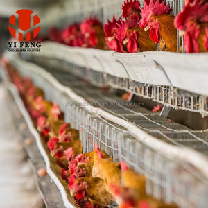 Gabbia a strati convenzionale a 4 livelli, gabbia a batteria in acciaio zincato, abbeveratoio a capezzolo, mangiatoia OEM per allevamenti avicoli, galline ovaiole, CE - Product Image 4