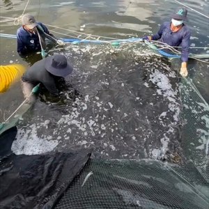 Hoge Kwaliteit Viskweek Uitrusting Beluchter Voor Visteelt Vijver - Product Image 2