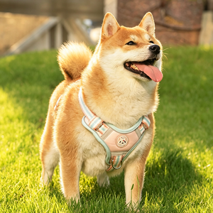 Correa para perro, correa de paseo para mascotas, cadena para perro, chaleco para cachorro, Teddy, Corgi, correa de pecho antideslizante - Product Image 4