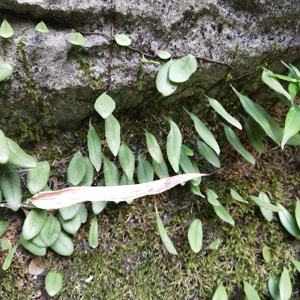 Plantas de Helecho Lingua de Shi Wei, Hoja Natural Silvestre de Pyrrosia Lingua para Té - Product Image 2