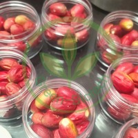 Poudre d'extrait de fruit Miracle Berry, qualité alimentaire sauvage, Synsepalum Dulcificum