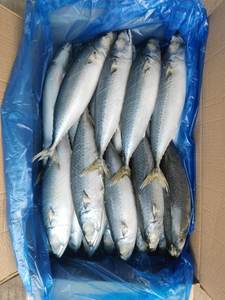 سمك ماكريل مأكولات بحرية مجمدة دائرية كاملة للأطعمة المعلبة - Product Image 3