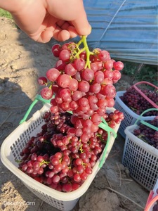 Uva roja sin semillas de temporada cristalina, pasas, fruta fresca crujiente y dulce, caja entera, uso al por mayor como comida - Product Image 3