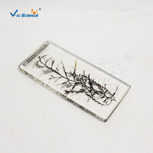 Portaobjetos con especímenes de algas, algas marinas, laver y Chlamydomonas aquaticus; material didáctico al por mayor para experimentos de biología en la escuela secundaria. - Product Image 3