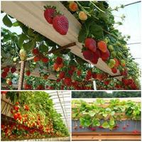 Skyplant, système hydroponique NFT à cadre en A, équipement commercial de culture verticale de fraises avec pompe à eau et raccords en plastique