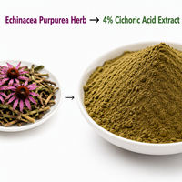 Extrait d'Échinacée Purpurea en vrac de l'usine LCHBIO, 4% d'acide cichorique, HPLC, CAS 6537-80-0, soutien immunitaire, poudre d'herbe extraite par solvant