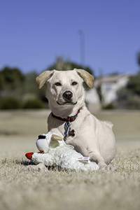 2022年工場カスタムラムチョップぬいぐるみ犬用おもちゃ（スクイーカー付き、大型犬・中型犬・小型犬用） - Product Image 3