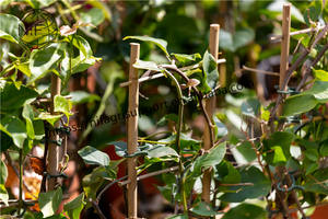 <span class=keywords><strong>NIF</strong></span>, suministro directo de fábrica, embalaje personalizado, escalera Tonkin de bambú natural, enrejado de Bambú - Product Image 2