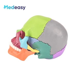 Modèle d'anatomie du crâne humain <span class=keywords><strong>Measy</strong></span>, 15 parties détachables, codées par couleur, mini PVC 1:2 pour l'enseignement médical - Product Image 3