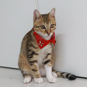 <span class=keywords><strong>Collar</strong></span> de Lujo para Perros y Gatos, Estilo Occidental, de Poliéster, con Anillo para el Cuello, Babero Clásico, Luces para Mascotas, Moda Transfronteriza - Product Image 2