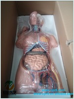 Modelo de Torso Anatómico Humano Realista de 85 cm, Esqueleto Médico de Doble Sexo con 23 Órganos Desmontables, Material de PVC, para Uso Hospitalario