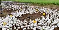90% de duvet de canard blanc de qualité nationale, approvisionnement stable pour les oreillers et les couettes