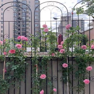 Roses grimpantes, clematis, clôtures de jardin, supports à fleurs d'extérieur, poteaux de soutien, plantes en fer forgé, grimpantes et magnifiques - Product Image 2