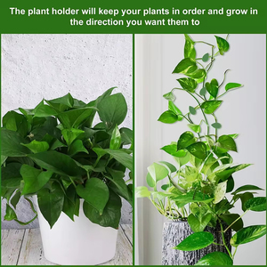 Cây Leo Tường Lá clip tự dính lịch thi đấu mây nho cố định khóa Hỗ trợ kéo móc vườn Clip - Product Image 4