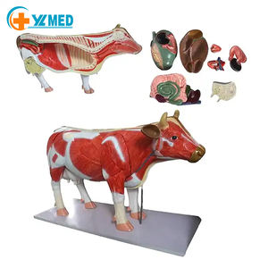 Анатомическая модель сердца, печени, селезенки, легких, почек и кровеносных сосудов животных - Product Image 1