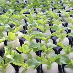 Gewächshaus Landwirtschaft hydroponischer Saatwassersponge für Gemüseviertel