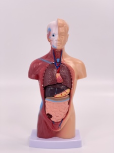 28cm人間のトランク医療教育モデル解剖学的胴体ボディパーツ教育用品 - Product Image 2